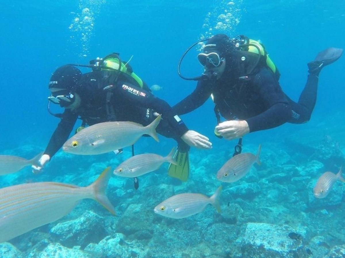 a bird swimming in water